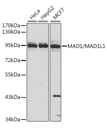 MAD1/MAD1L1 Rabbit Polyclonal Antibody