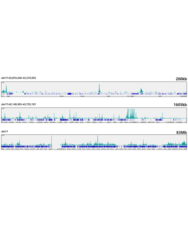 E2F6 Rabbit Monoclonal Antibody