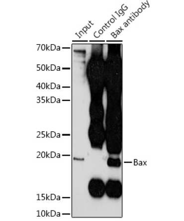 Bax Rabbit Polyclonal Antibody [KO Validated]