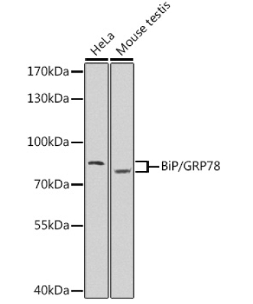 BiP/GRP78 Rabbit Polyclonal Antibody