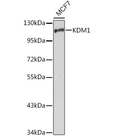 KDM1 Rabbit Polyclonal Antibody