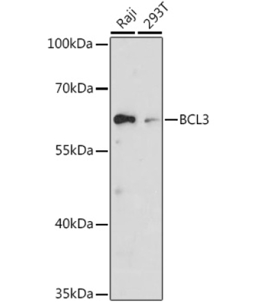 BCL3 Rabbit Polyclonal Antibody