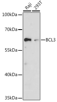 BCL3 Rabbit Polyclonal Antibody