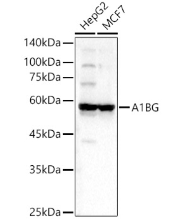 A1BG Rabbit Polyclonal Antibody