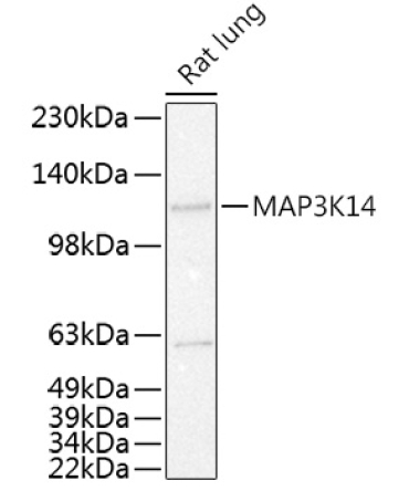 MAP3K14 Rabbit Polyclonal Antibody