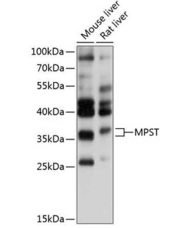 MPST Rabbit Polyclonal Antibody