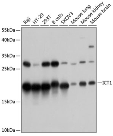 ICT1 Rabbit Polyclonal Antibody