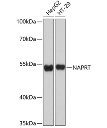 NAPRT Rabbit Polyclonal Antibody