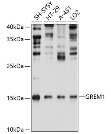 GREM1 Rabbit Polyclonal Antibody