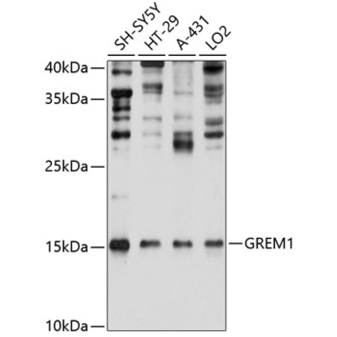 GREM1 Rabbit Polyclonal Antibody