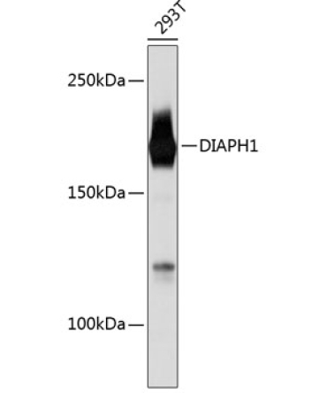 DIAPH1 Rabbit Monoclonal Antibody