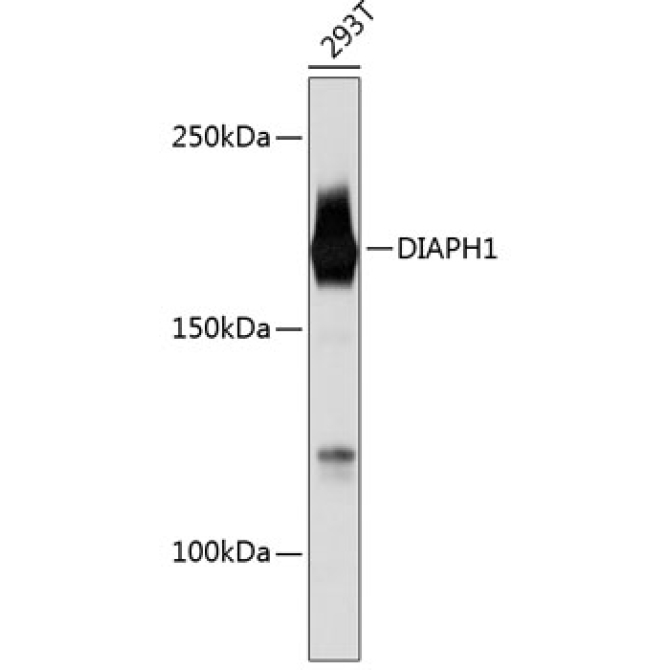 DIAPH1 Rabbit Monoclonal Antibody
