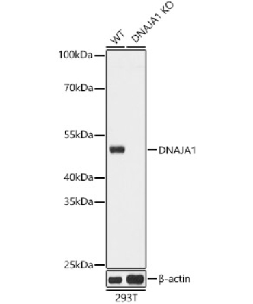 DNAJA1 Rabbit Polyclonal Antibody [KO Validated]