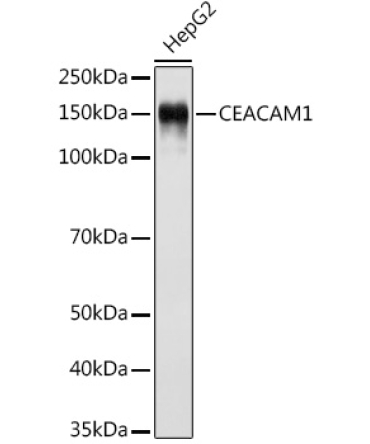 CD66a/CEACAM1 Rabbit Monoclonal Antibody