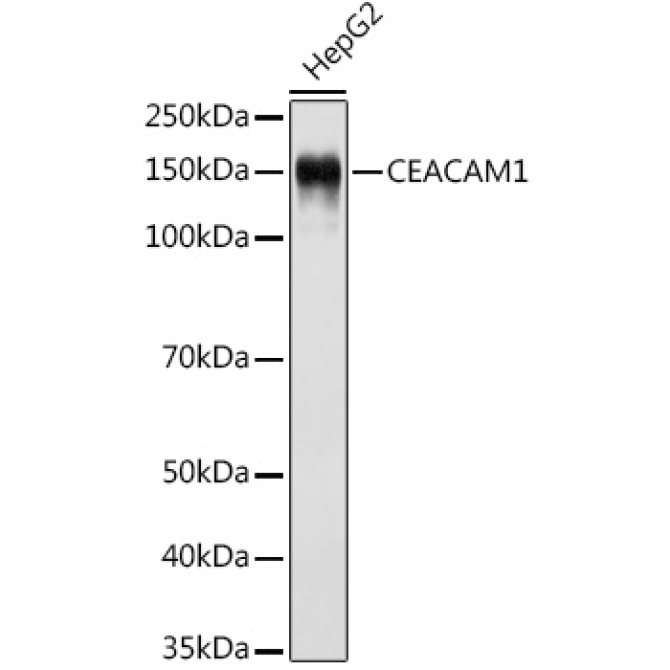 CD66a/CEACAM1 Rabbit Monoclonal Antibody