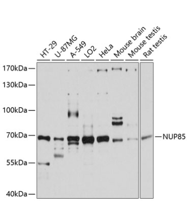 NUP85 Rabbit Polyclonal Antibody
