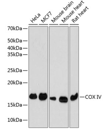 COX IV Rabbit Monoclonal Antibody
