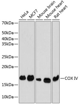 COX IV Rabbit Monoclonal Antibody