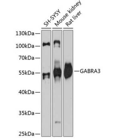 GABRA3 Rabbit Polyclonal Antibody