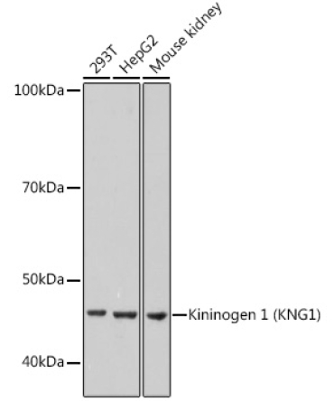 Kininogen 1 (KNG1) Rabbit Monoclonal Antibody