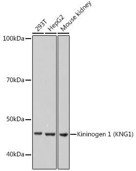 Kininogen 1 (KNG1) Rabbit Monoclonal Antibody