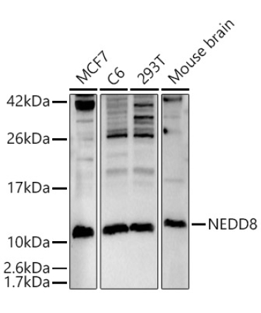 NEDD8 Rabbit Polyclonal Antibody