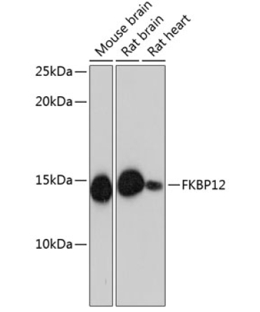 FKBP12 Rabbit Monoclonal Antibody
