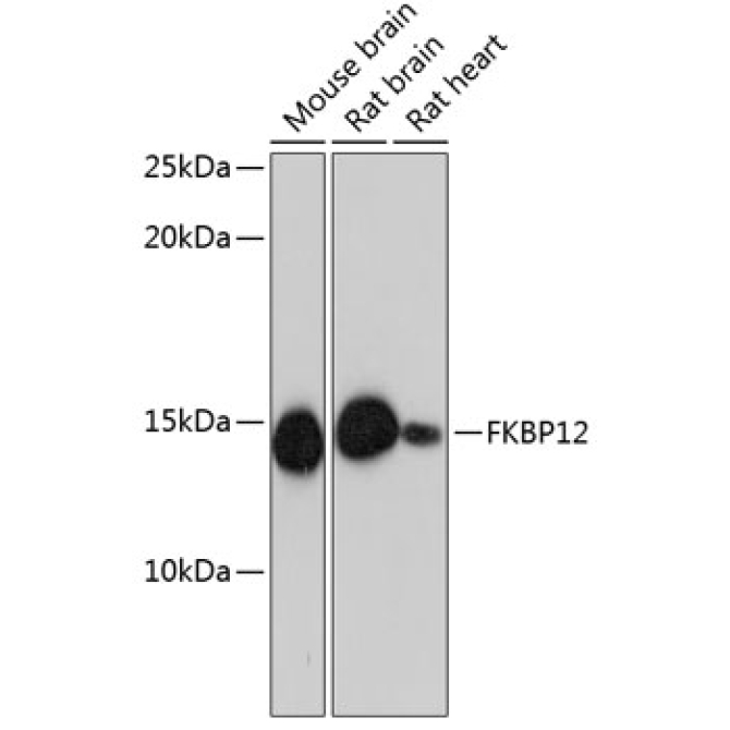 FKBP12 Rabbit Monoclonal Antibody