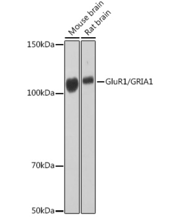 GluR1/GRIA1 Rabbit Monoclonal Antibody