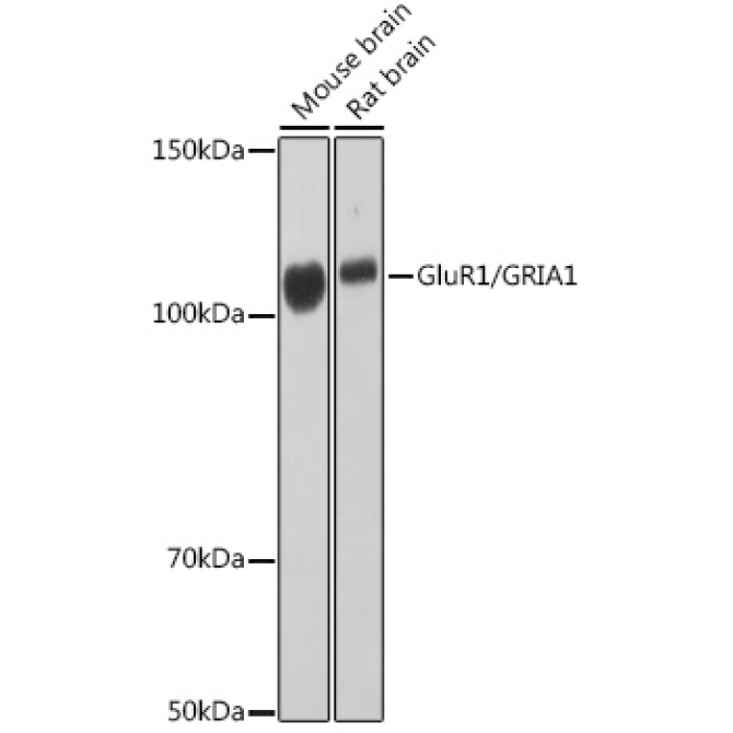 GluR1/GRIA1 Rabbit Monoclonal Antibody