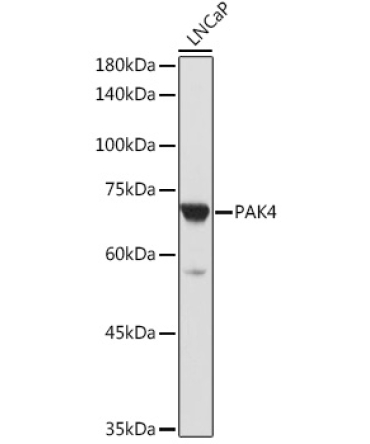 PAK4 Rabbit Polyclonal Antibody