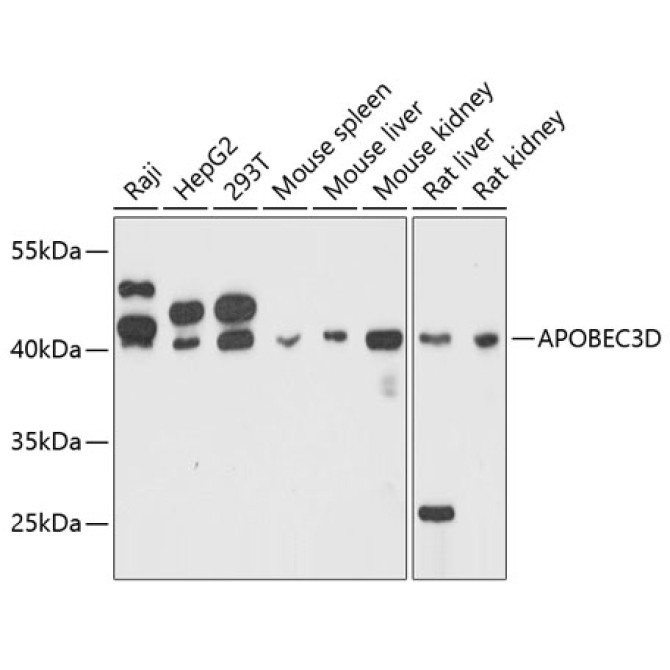 APOBEC3D Rabbit Polyclonal Antibody