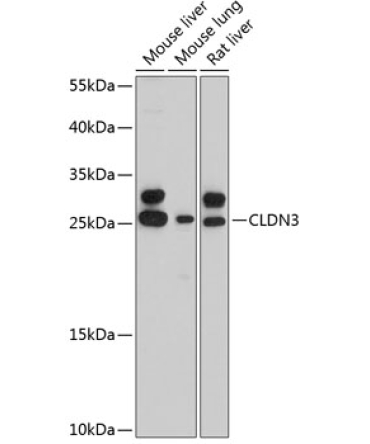 CLDN3 Rabbit Polyclonal Antibody