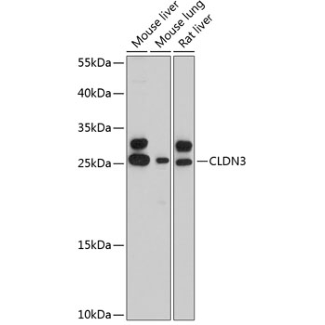CLDN3 Rabbit Polyclonal Antibody