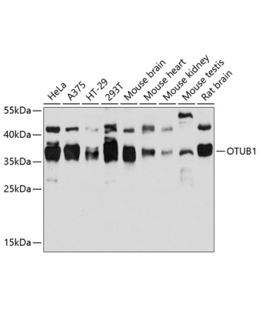OTUB1 Rabbit Polyclonal Antibody
