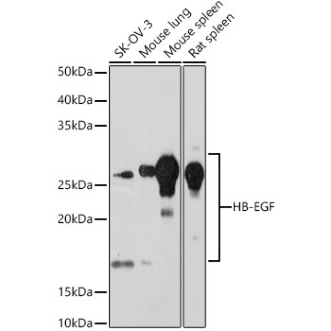HB-EGF Rabbit Monoclonal Antibody