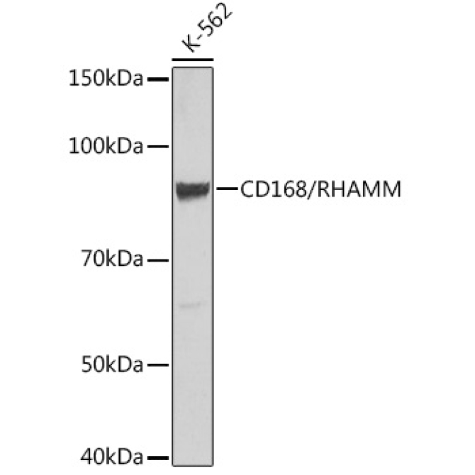 CD168/RHAMM Rabbit Monoclonal Antibody