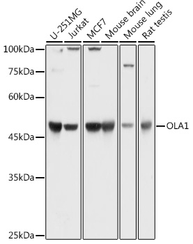 OLA1 Rabbit Polyclonal Antibody