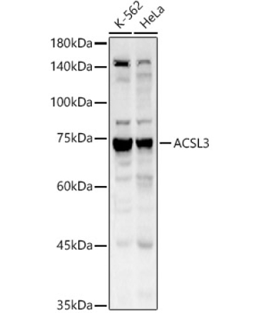 ACSL3 Rabbit Polyclonal Antibody