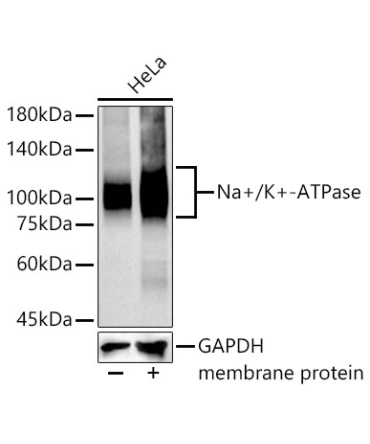 Na+/K+-ATPase Rabbit Monoclonal Antibody
