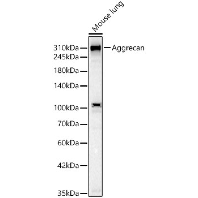Aggrecan Rabbit Monoclonal Antibody