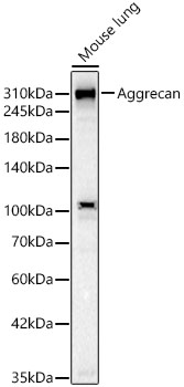Aggrecan Rabbit Monoclonal Antibody