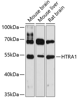 HTRA1 Rabbit Polyclonal Antibody