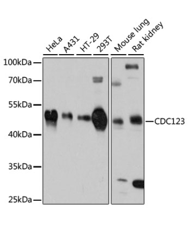 CDC123 Rabbit Polyclonal Antibody