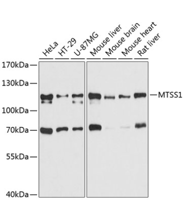 MTSS1 Rabbit Polyclonal Antibody