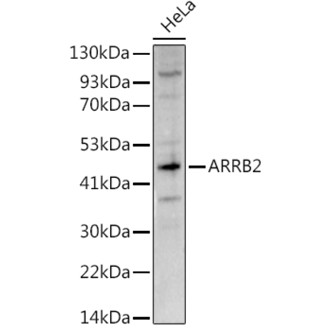 ARRB2 Rabbit Polyclonal Antibody