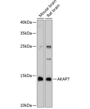 AKAP7 Rabbit Polyclonal Antibody