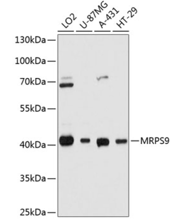 MRPS9 Rabbit Polyclonal Antibody