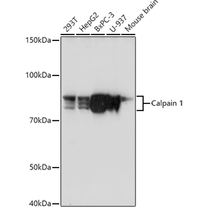 Calpain 1 Rabbit Polyclonal Antibody