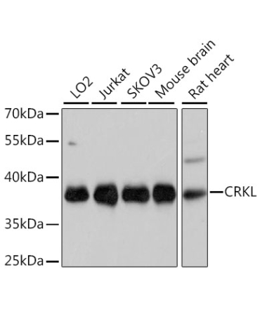 CRKL Rabbit Polyclonal Antibody